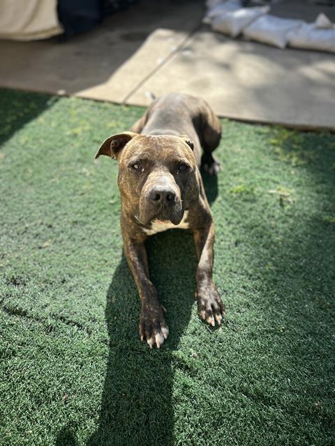 Enlarge WALL-E, a Adoptable Pit Bull Terrier in Chula Vista, CA image 1/1