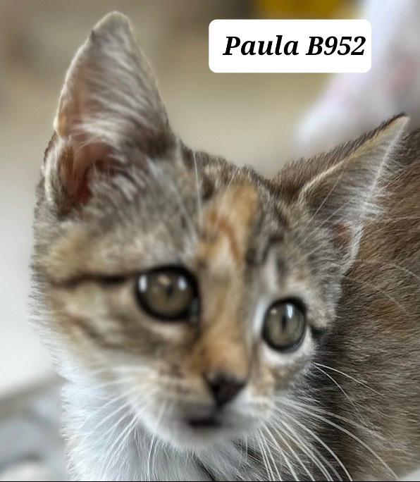 Enlarge Paula, a ADOPTABLE Domestic Short Hair in Morganton, NC image 1/1