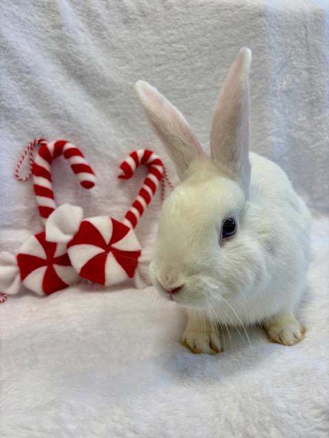 Enlarge PIPPIN*, a Adoptable Bunny Rabbit in Santa Cruz, CA image 1/1
