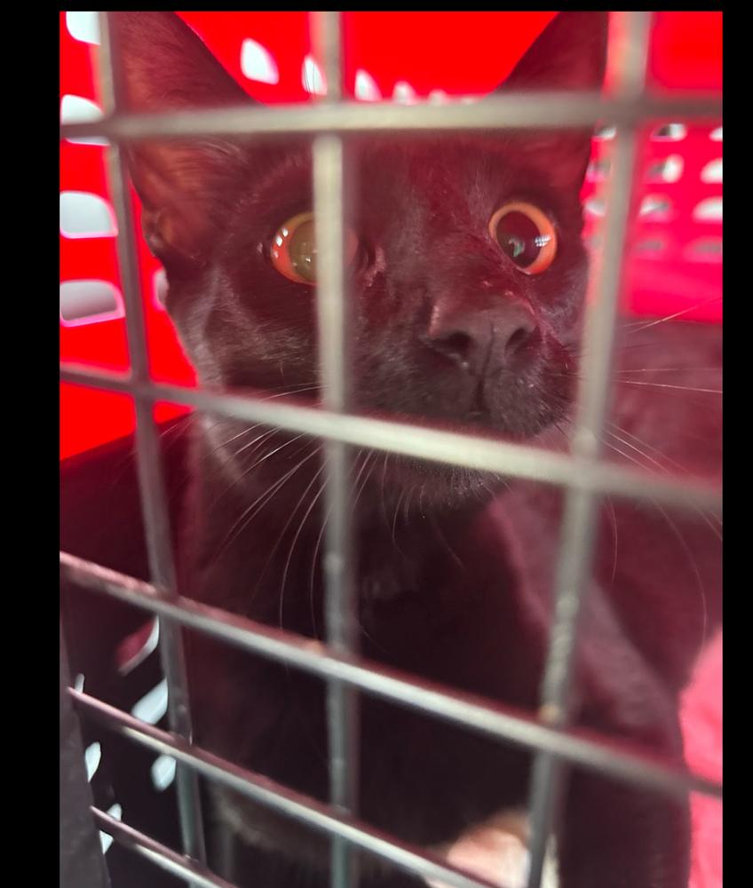 Jovie, Adoptable, Adult Female Domestic Short Hair.