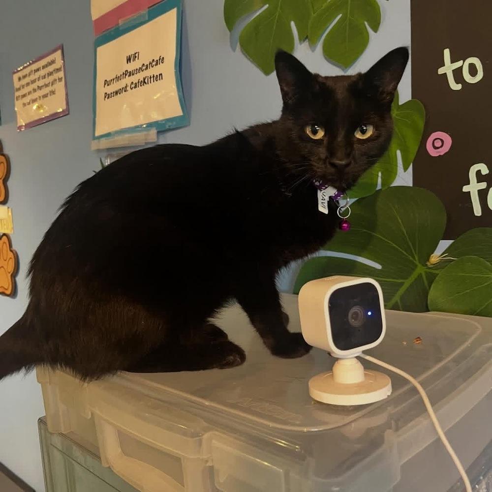 Enlarge Jovie, a Adoptable mixed breed in Lafayette, CO image 4/6