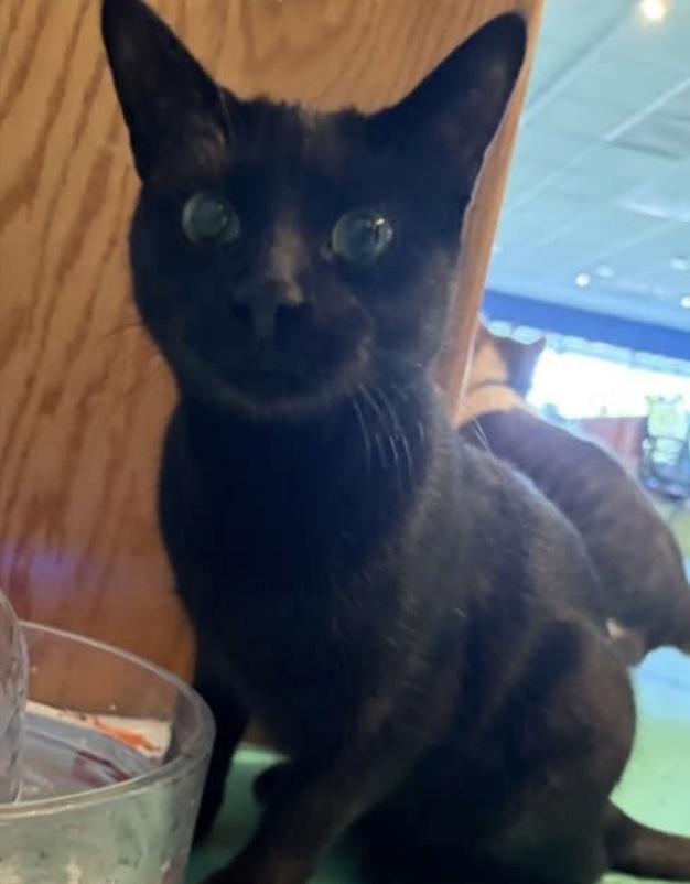 Enlarge Jovie, a Adoptable mixed breed in Lafayette, CO image 5/6