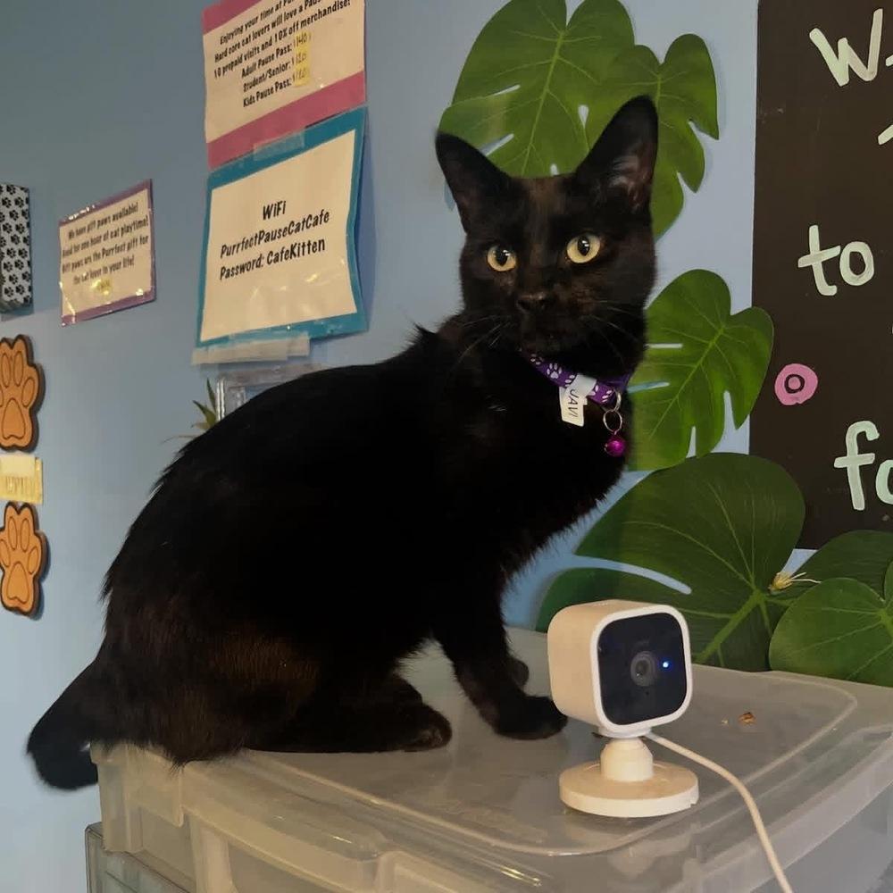 Enlarge Jovie, a Adoptable mixed breed in Lafayette, CO image 6/6