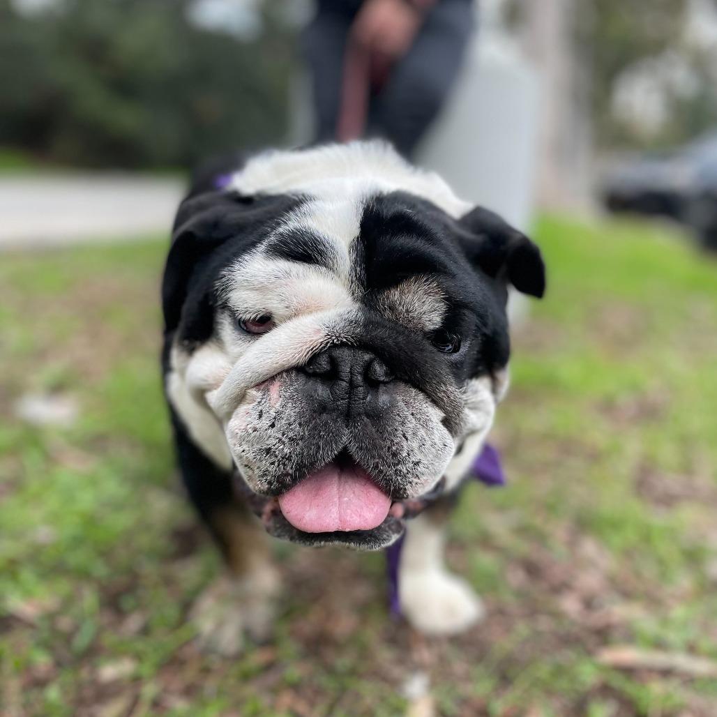 Roddy, Adoptable, Senior Male English Bulldog.