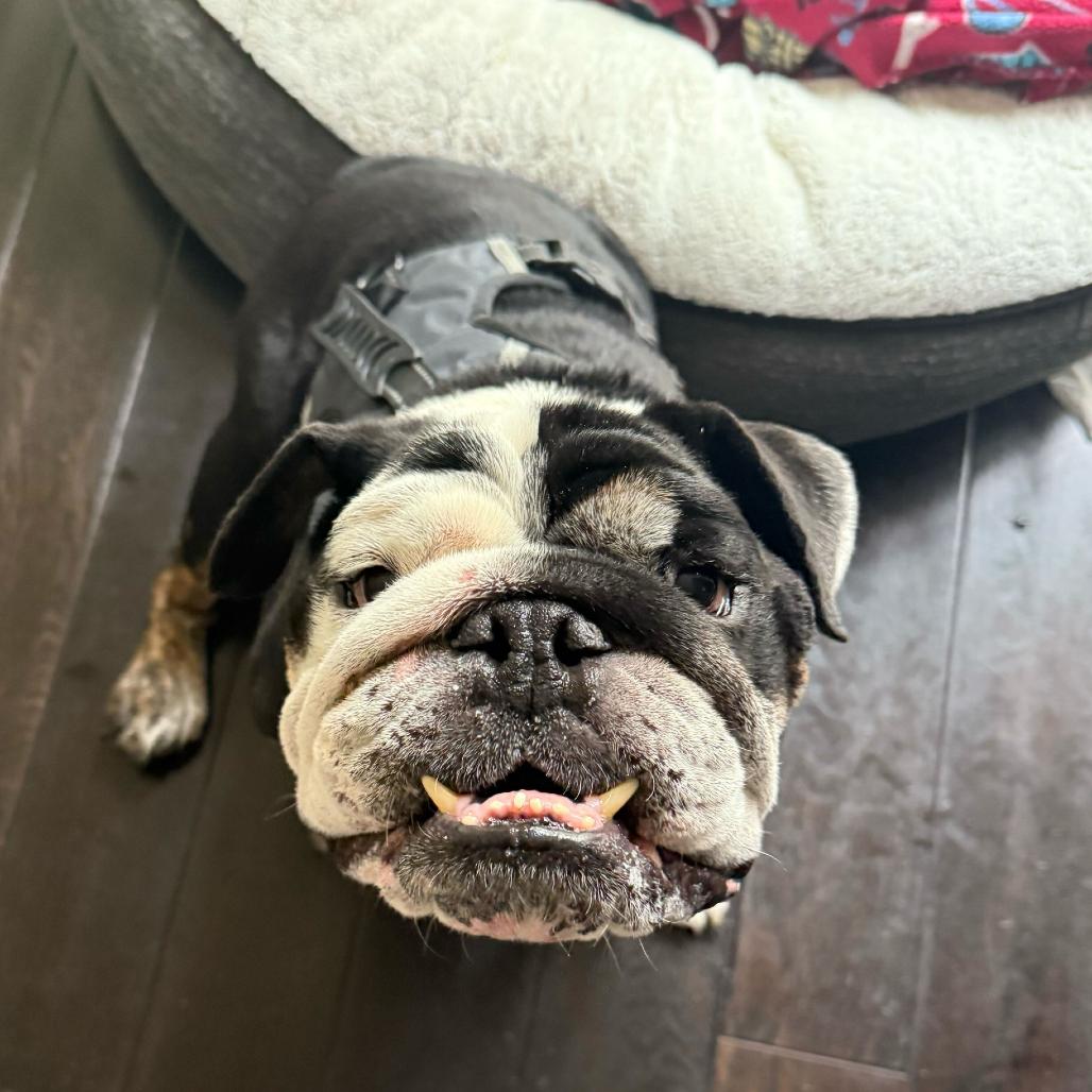 Roddy, a Adoptable English Bulldog in Los Angeles, CA image 1/3