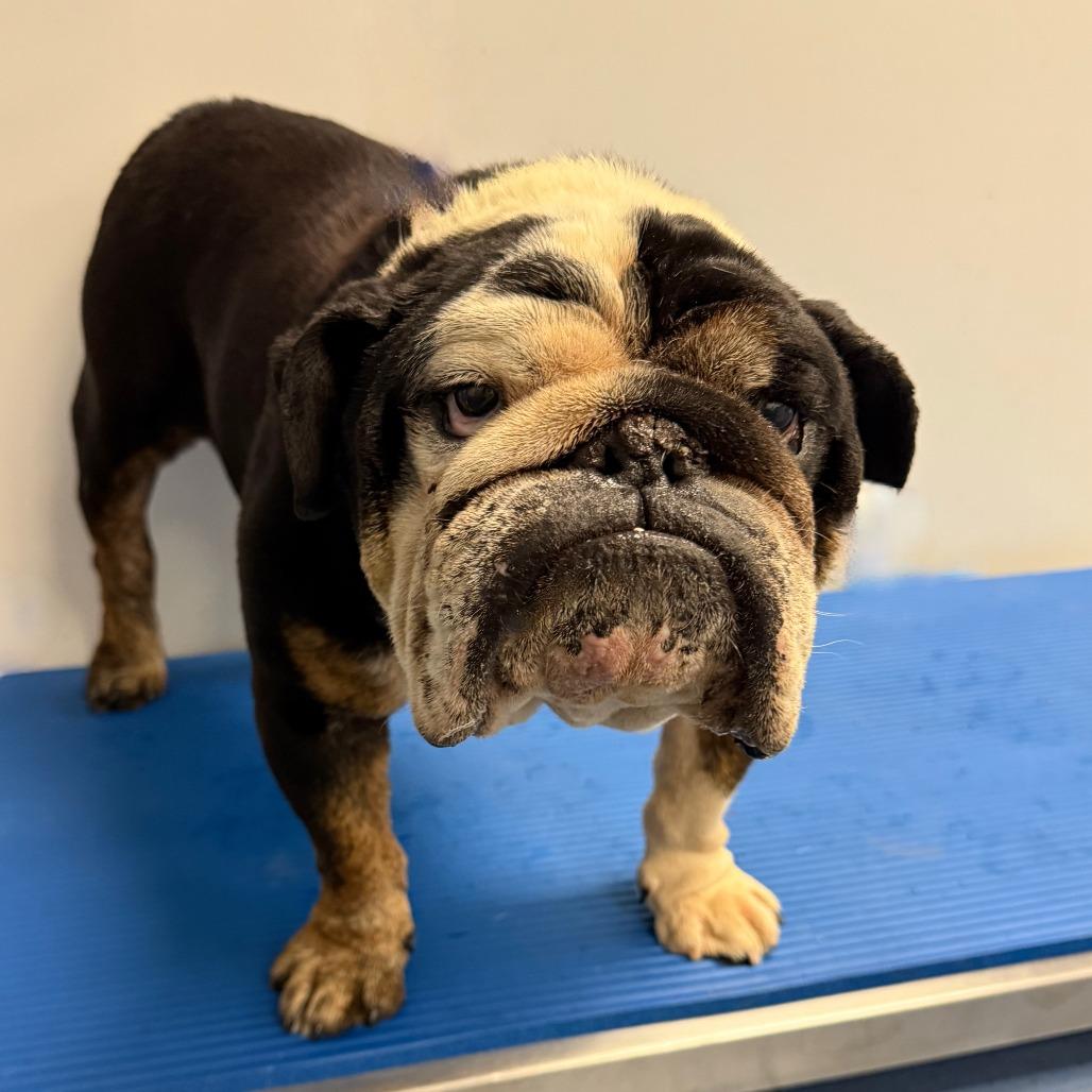 Roddy, a Adoptable English Bulldog in Los Angeles, CA image 2/3