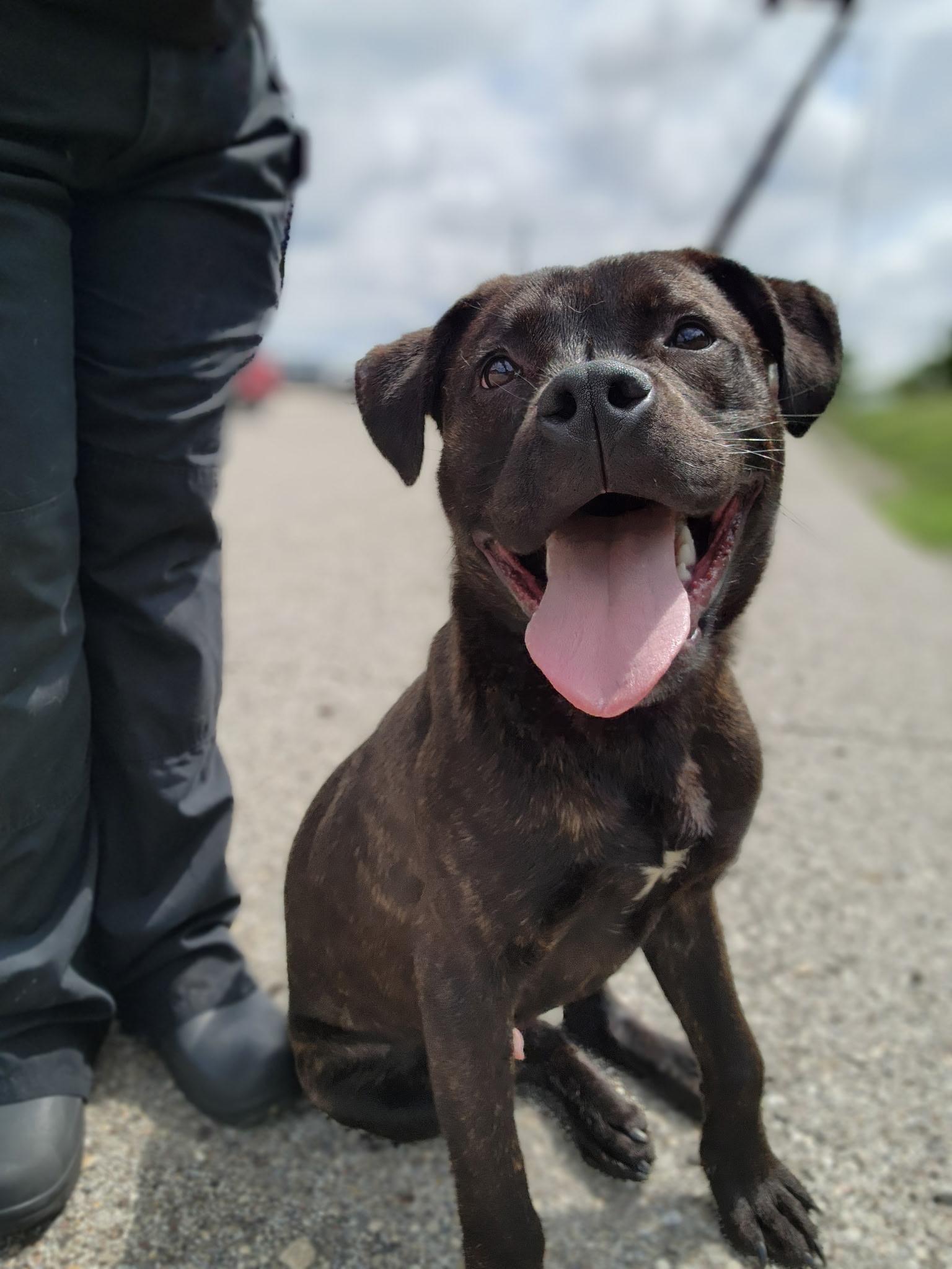 Enlarge Maverick, a Adoptable mixed breed in Youngstown, OH image 1/3