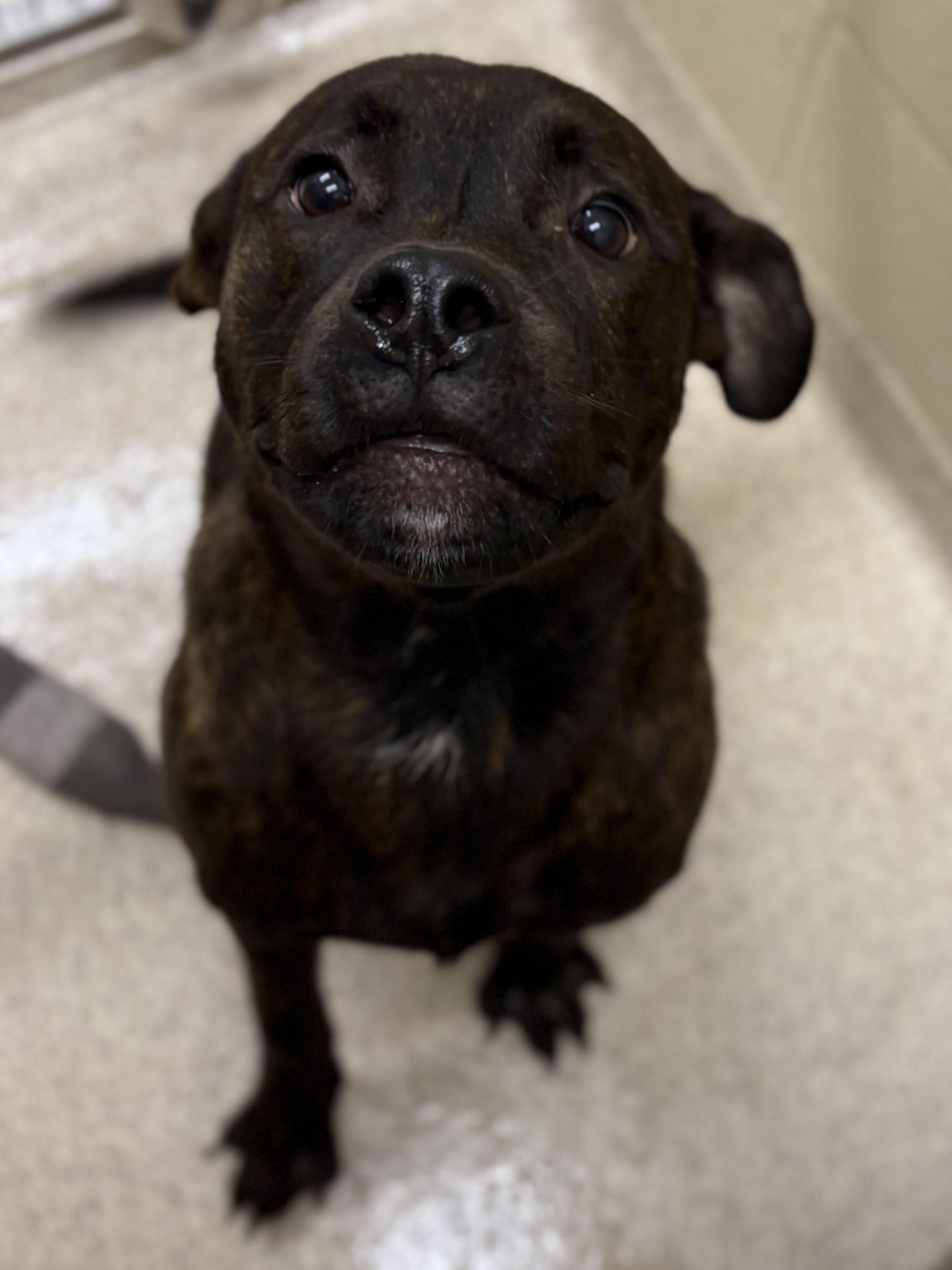 Enlarge Maverick, a Adoptable mixed breed in Youngstown, OH image 2/3