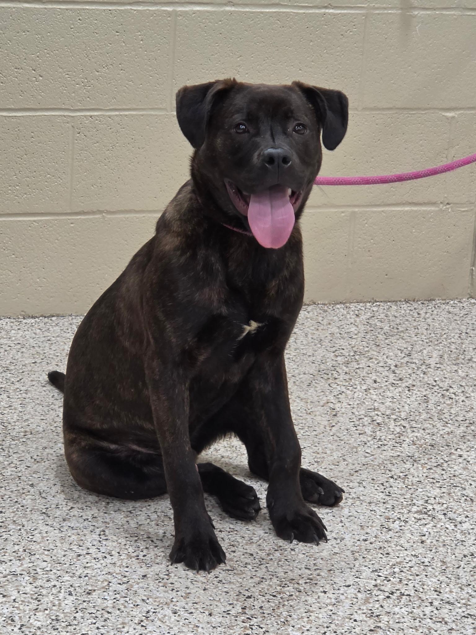 Enlarge Maverick, a Adoptable mixed breed in Youngstown, OH image 3/3