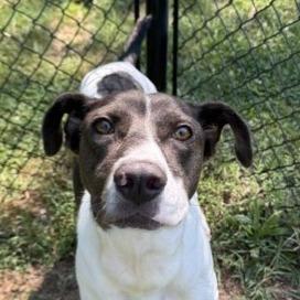 Louie, Adoptable, Young Male German Shorthaired Pointer & Mixed Breed.