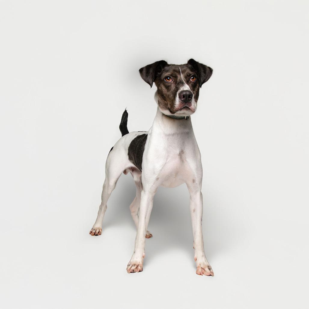 Enlarge Louie, a Adoptable mixed breed in Knoxville, TN image 2/4