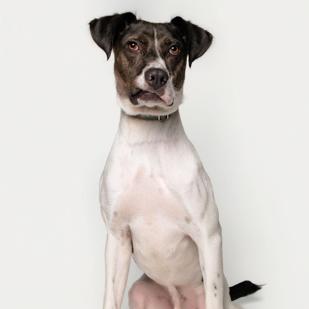 Enlarge Louie, a Adoptable mixed breed in Knoxville, TN image 3/4