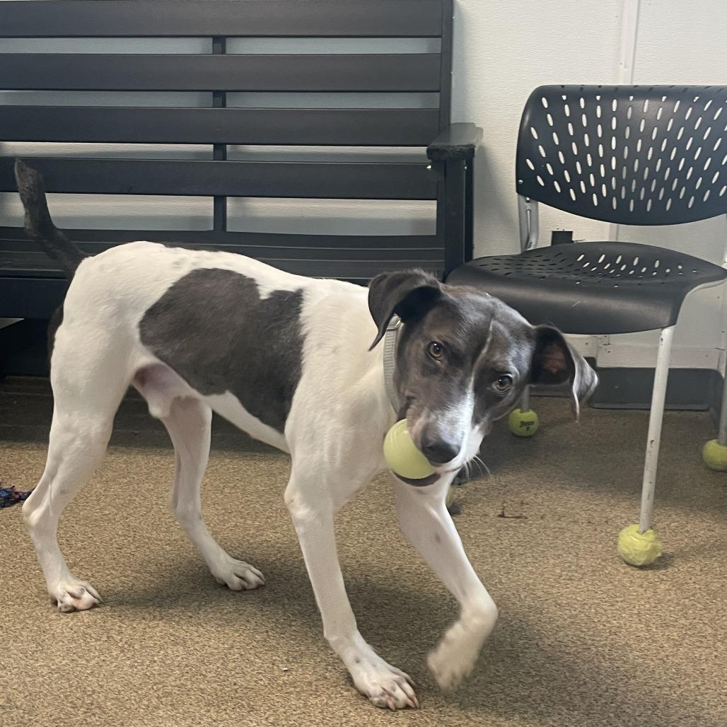Enlarge Louie, a Adoptable mixed breed in Knoxville, TN image 4/4