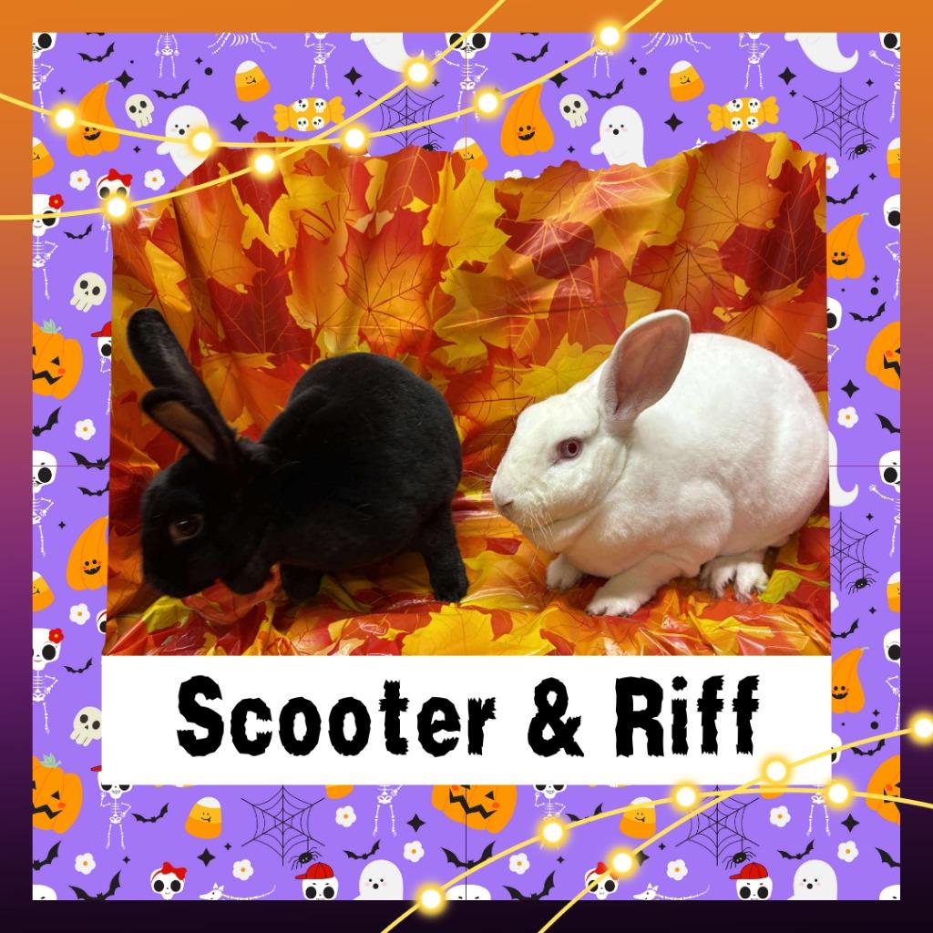 Enlarge Scooter, a Adopted Rex in Elizabethtown, KY image 1/6