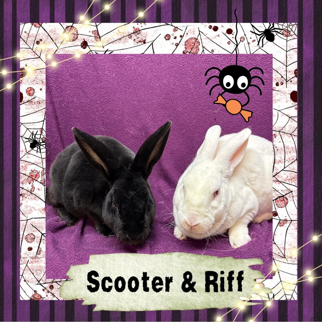 Enlarge Scooter, a Adopted Rex in Elizabethtown, KY image 2/6