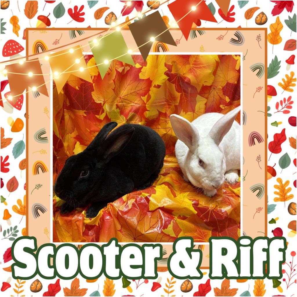 Enlarge Scooter, a Adopted Rex in Elizabethtown, KY image 3/6