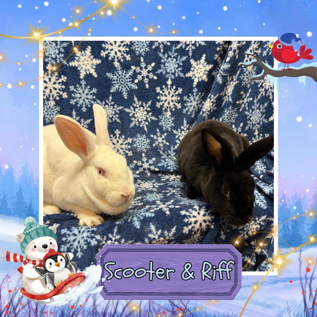 Enlarge Scooter, a Adopted Rex in Elizabethtown, KY image 5/6