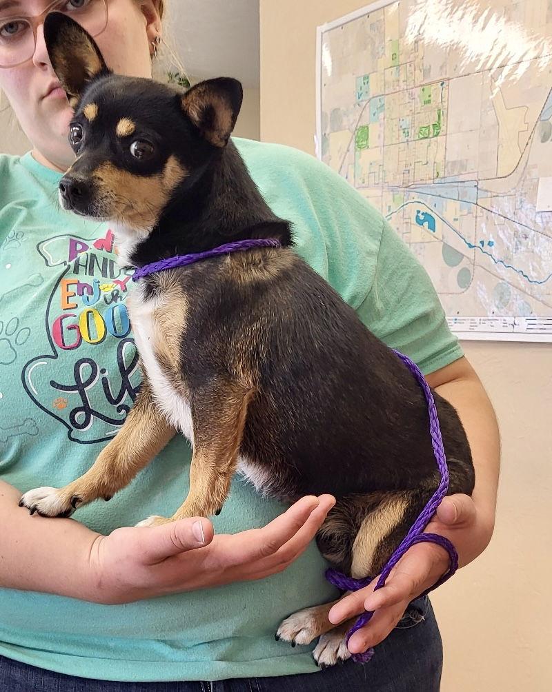 Enlarge Stidham, a Adoptable Chihuahua in Evergreen, CO image 1/3