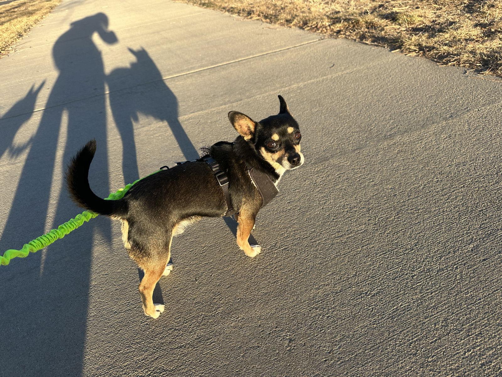 Enlarge Stidham, a Adoptable Chihuahua in Evergreen, CO image 2/3