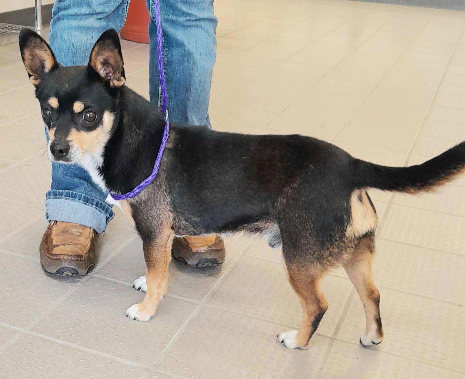 Enlarge Stidham, a Adoptable Chihuahua in Evergreen, CO image 3/3