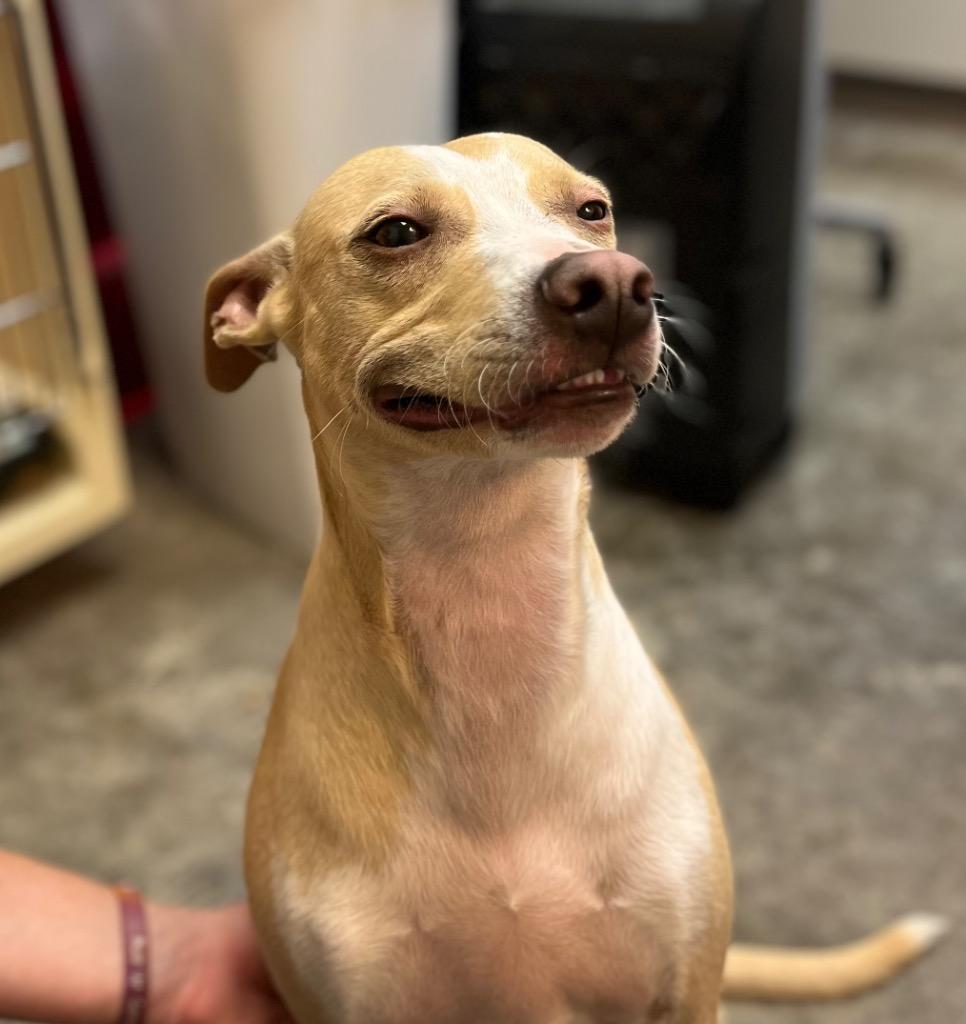 Enlarge Ozzy, a Adoptable mixed breed in Clinton, SC image 1/6