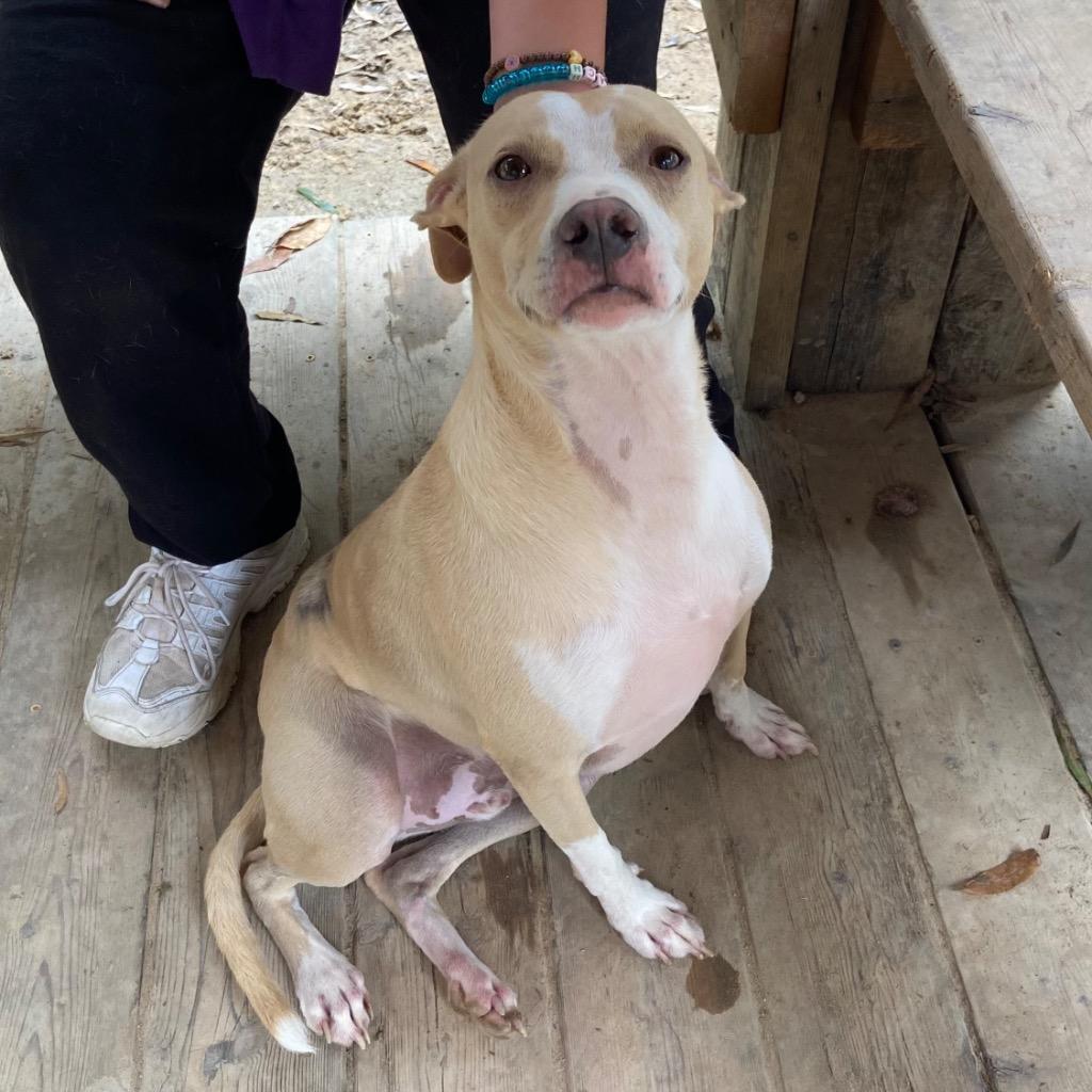 Enlarge Ozzy, a Adoptable mixed breed in Clinton, SC image 2/6