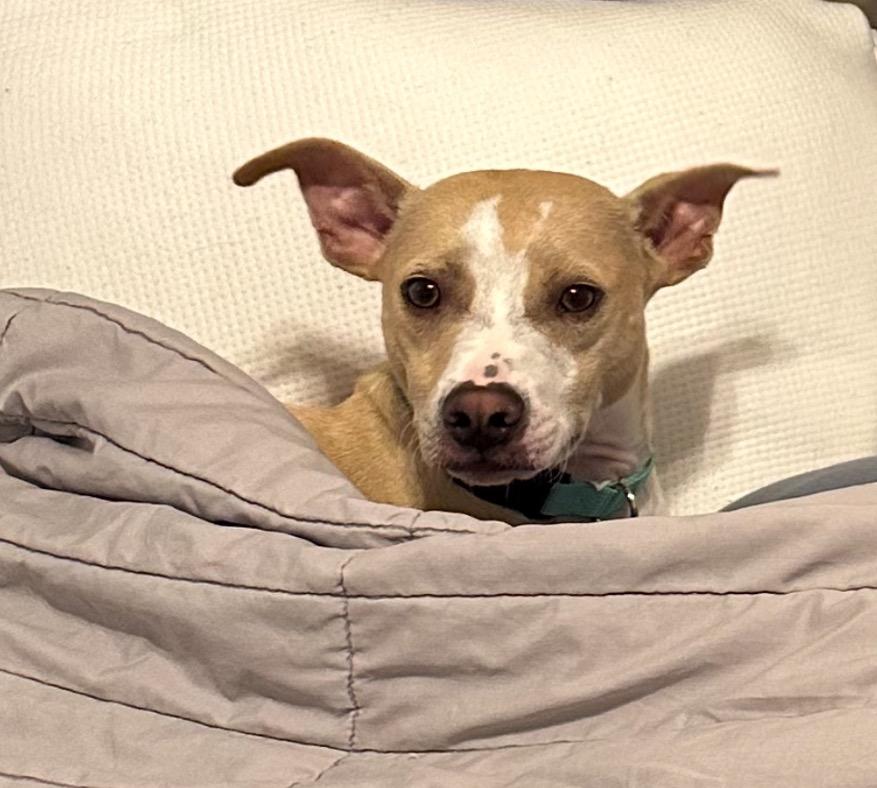 Enlarge Ozzy, a Adoptable mixed breed in Clinton, SC image 4/6