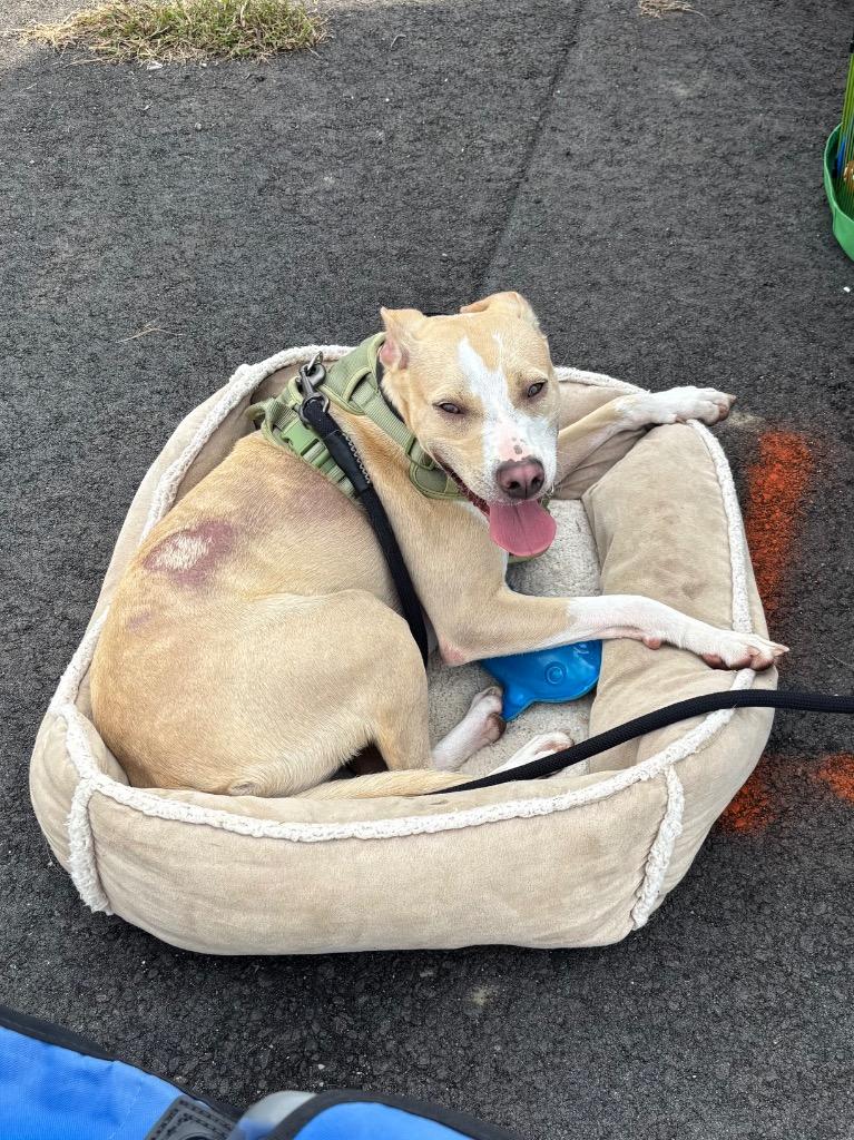 Enlarge Ozzy, a Adoptable mixed breed in Clinton, SC image 5/6