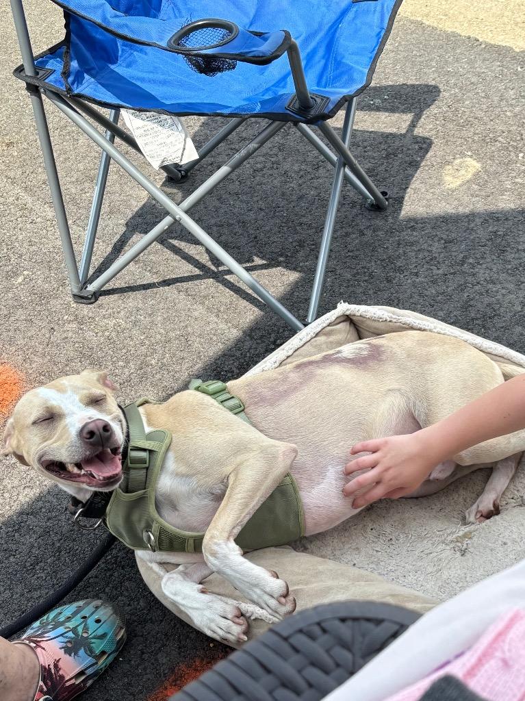 Enlarge Ozzy, a Adoptable mixed breed in Clinton, SC image 6/6