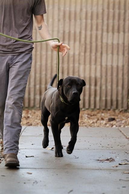 BART, Adoptable, Young Male Mastiff.