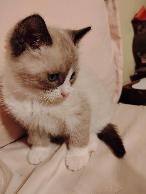 Gretal, Adopted, Kitten Female Siamese & Siamese.