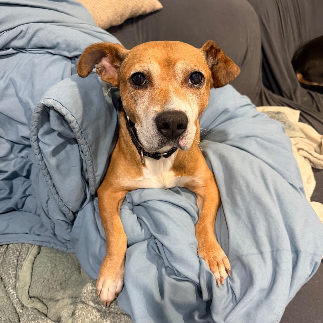 Gary, a Adoptable mixed breed in Avon, OH image 1/6