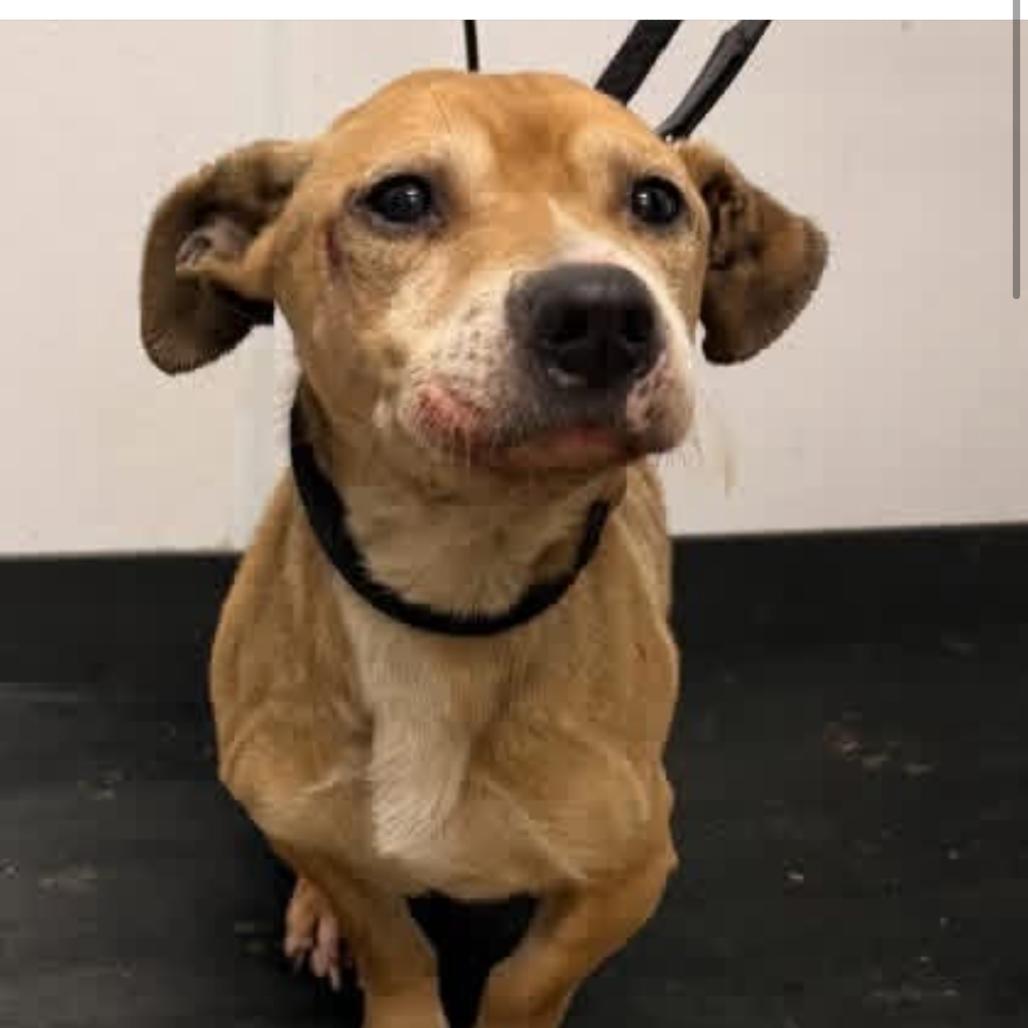 Gary, Adoptable, Senior Male Beagle & Mixed Breed.