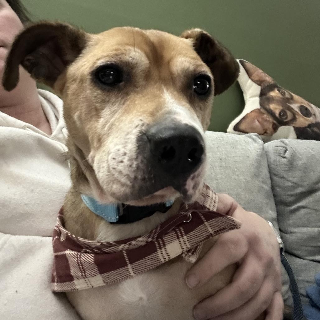 Gary, Adoptable, Senior Male Beagle & Mixed Breed.