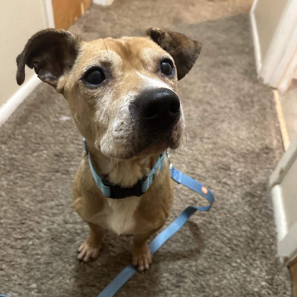 Enlarge Gary, a Adoptable mixed breed in Avon, OH image 1/6