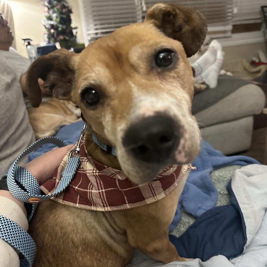 Gary, a Adoptable mixed breed in Avon, OH image 3/6