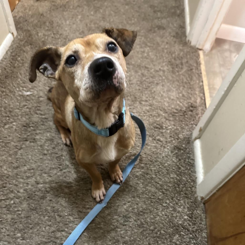 Gary, a Adoptable mixed breed in Avon, OH image 4/6