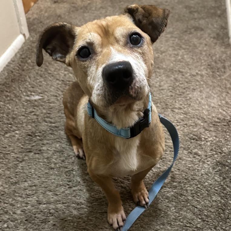 Gary, a Adoptable mixed breed in Avon, OH image 5/6