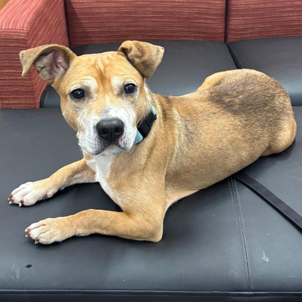 Gary, a Adoptable mixed breed in Avon, OH image 6/6