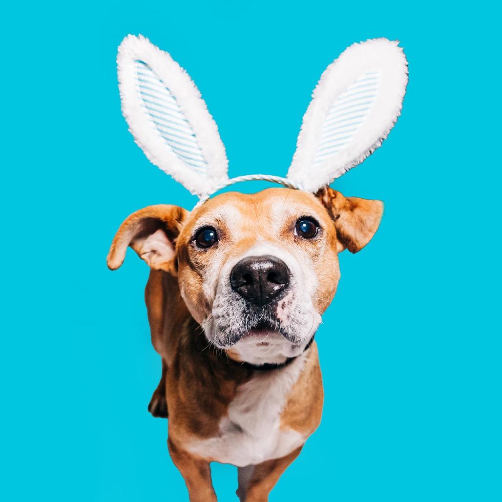 Gary, Adoptable, Senior Male Beagle & Mixed Breed.