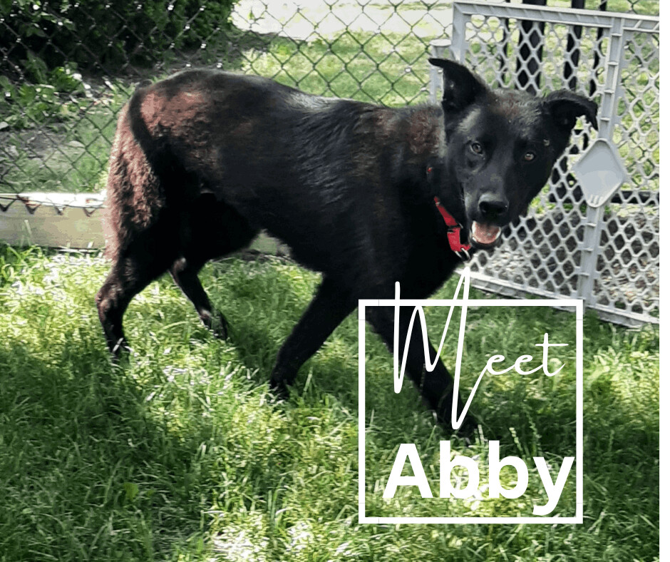 Enlarge Abby, a Adoptable mixed breed in Marion, IN image 1/2
