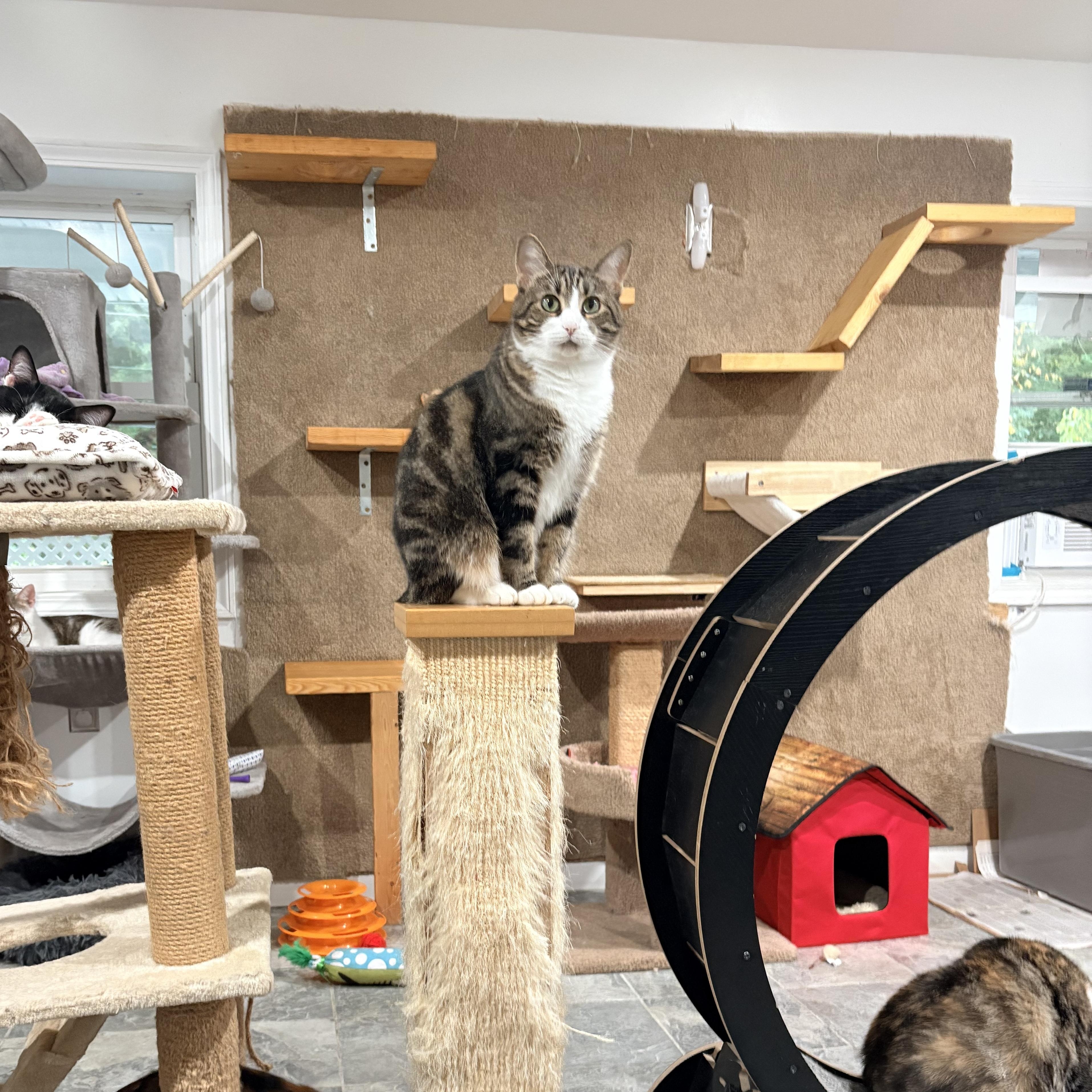 Enlarge Layla, a Adoptable Domestic Short Hair in North Huntingdon, PA image 2/6