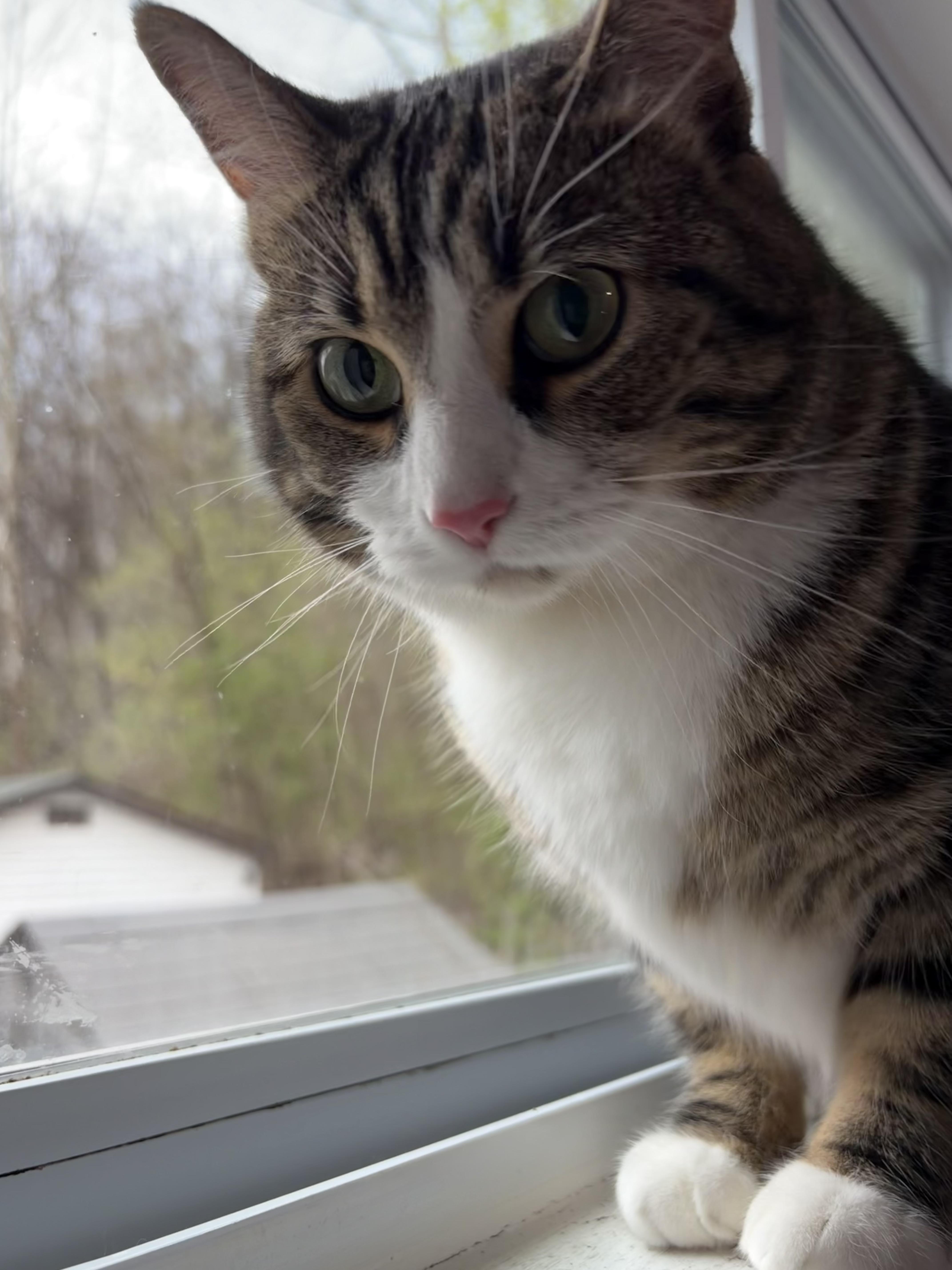 Layla, a Adoptable Domestic Short Hair in North Huntingdon, PA image 3/5