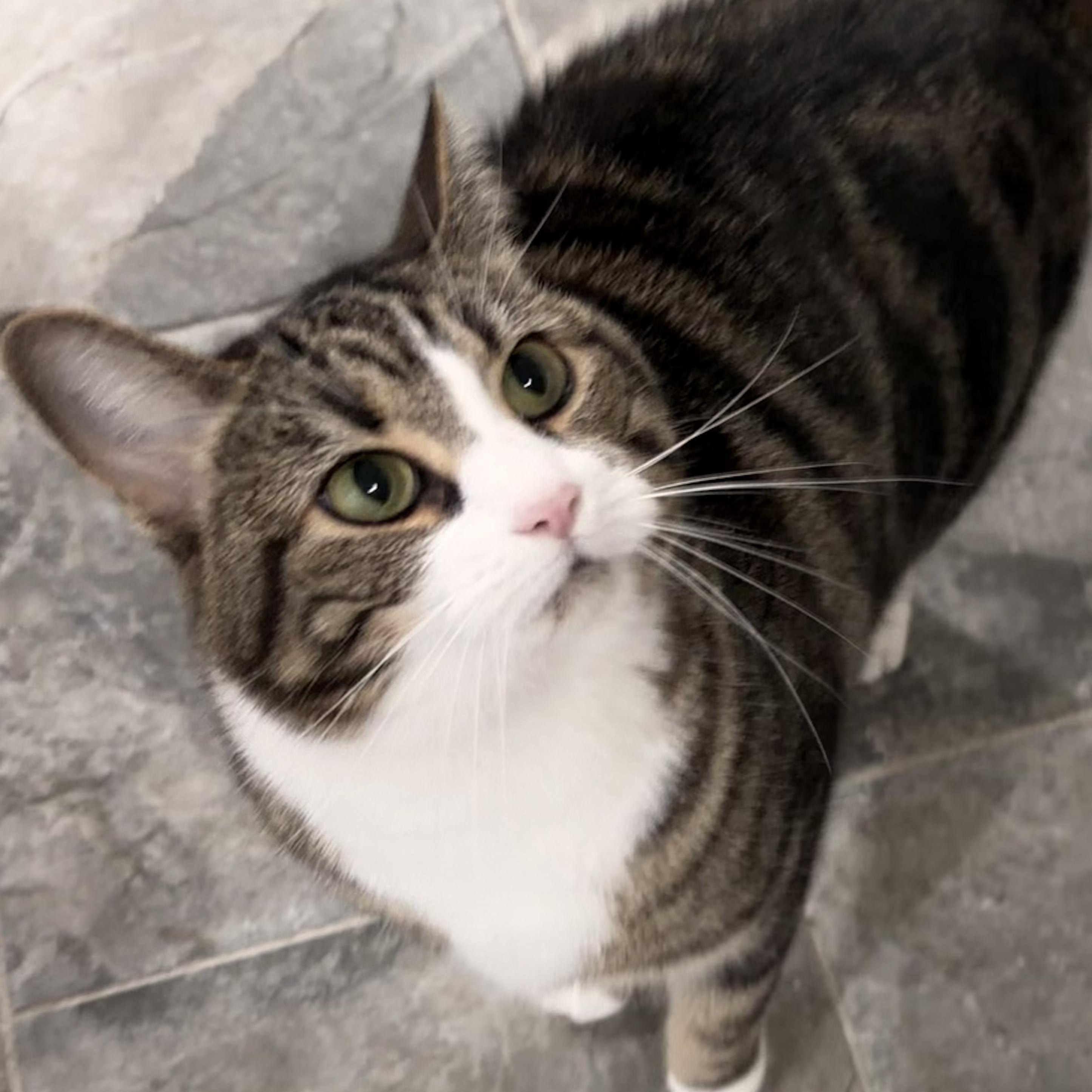 Layla, a Adoptable Domestic Short Hair in North Huntingdon, PA image 2/5