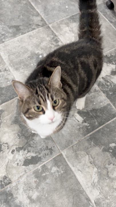 Enlarge Layla, a Adoptable Domestic Short Hair in North Huntingdon, PA video 5/5