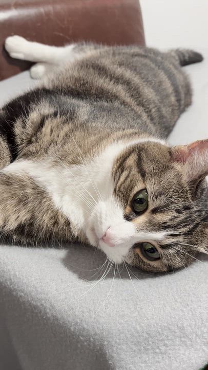 Enlarge Layla, a Adoptable Domestic Short Hair in North Huntingdon, PA video 6/6