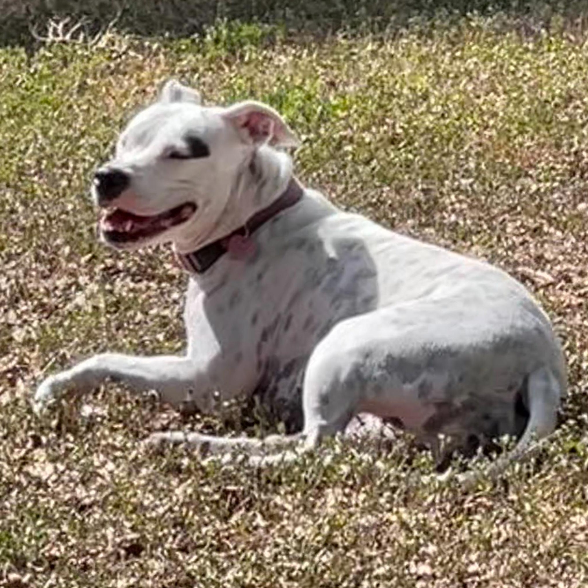 Enlarge Dot-President of the Welcome Committee, a Adoptable mixed breed in Scranton, PA image 4/6