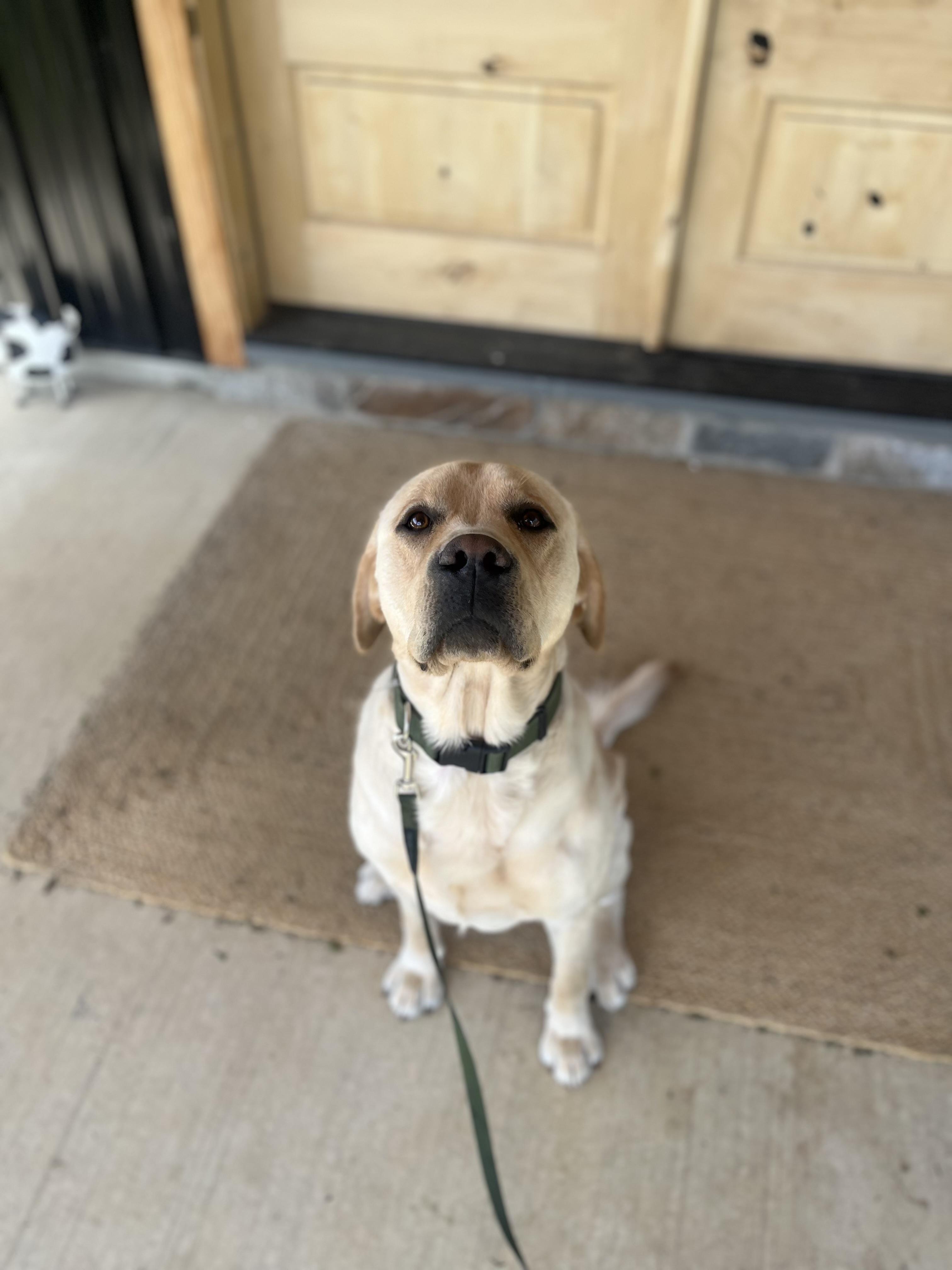 Sam, an adopted Labrador Retriever in Kutztown, PA image 2/6