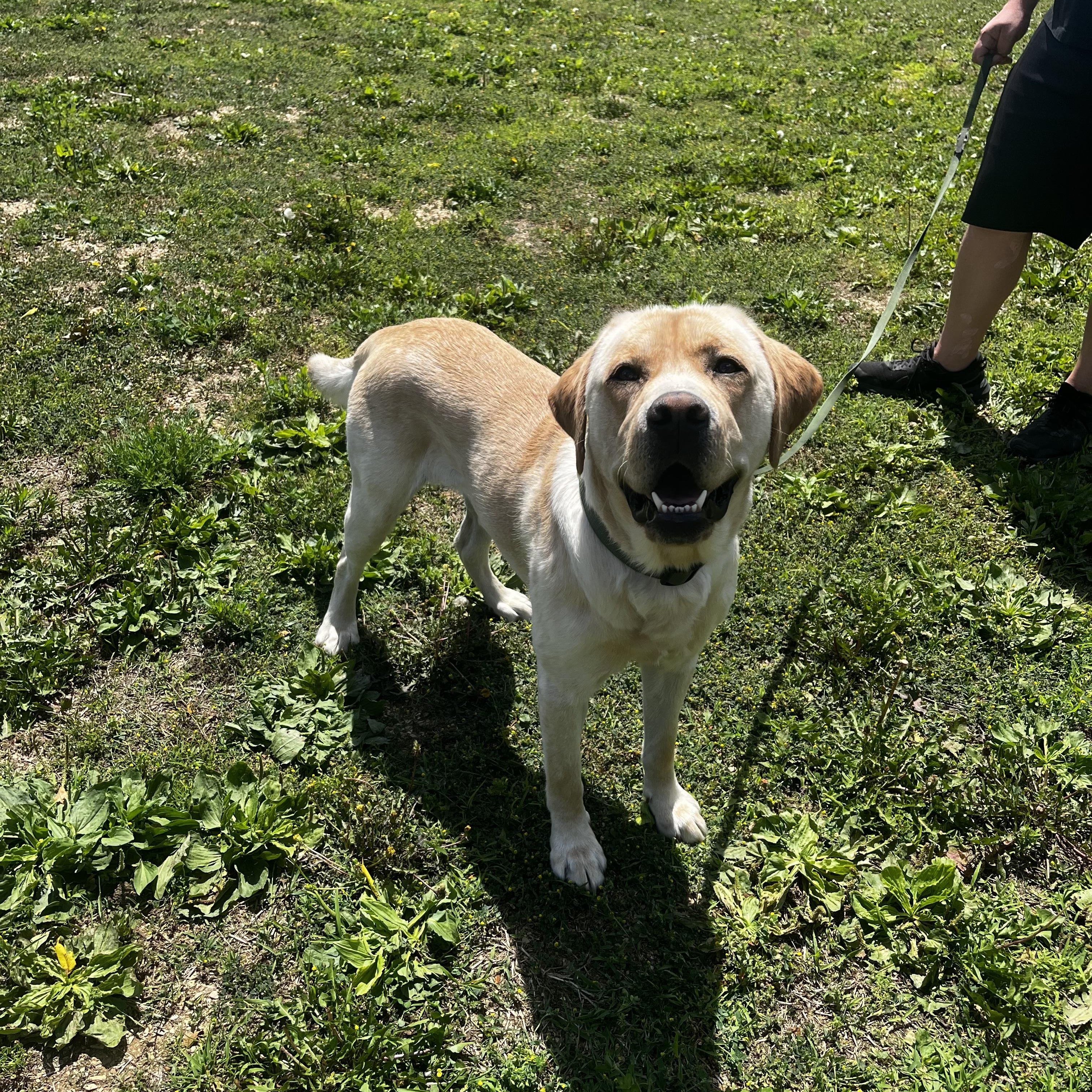 Sam, an adopted Labrador Retriever in Kutztown, PA image 6/6