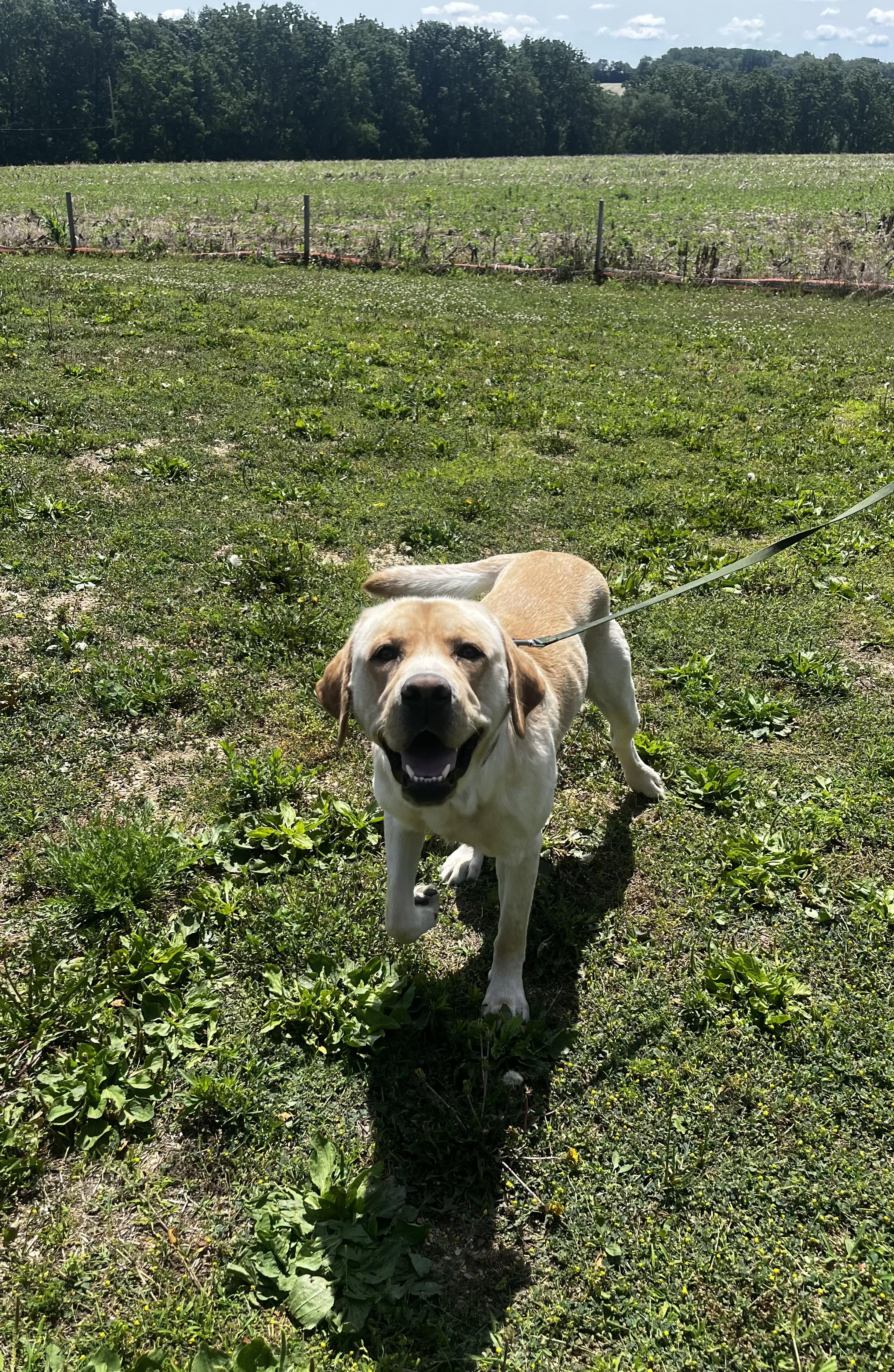 Sam, an adopted Labrador Retriever in Kutztown, PA image 3/6